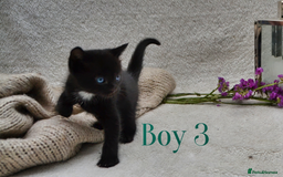Mixed Breed cats for sale: Beatiful Maine-Coone/Bombay Kittens - Image 6