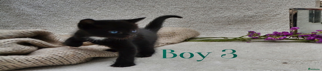 Mixed Breed Kitten 3