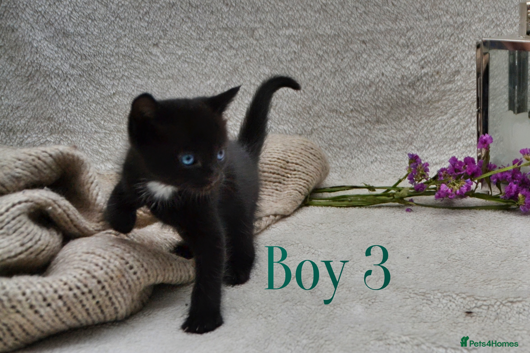 Mixed Breed cats for sale: Beatiful Maine-Coone/Bombay Kittens - Image 6