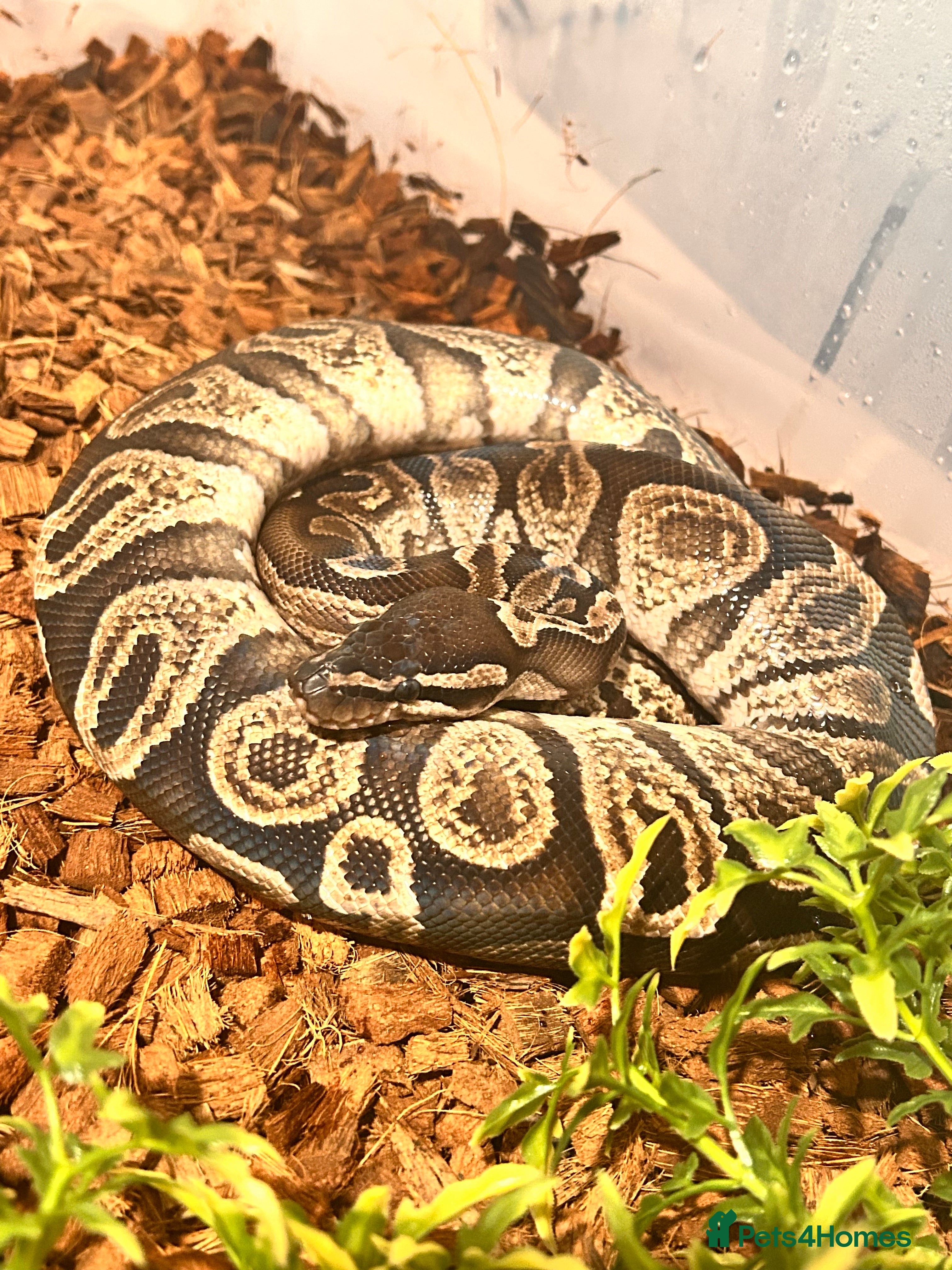 Python Snake reptiles 3 male ball python  - Advert 7