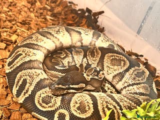 Python Snake reptiles 3 male ball python - Advert 8