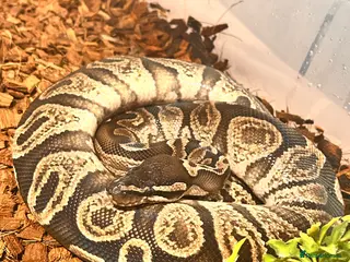 Python Snake reptiles 3 male ball python - Advert 14