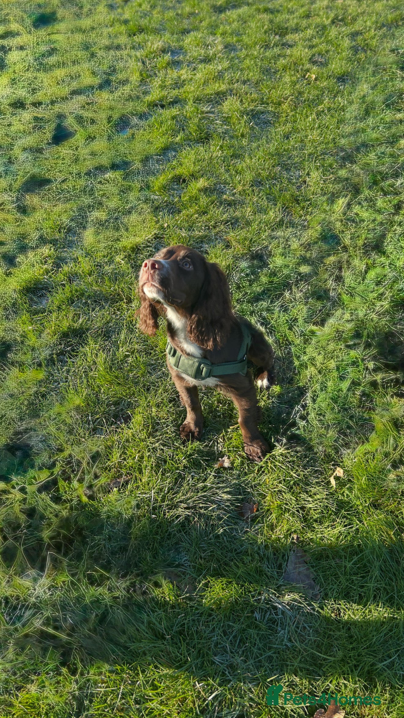 Sprocker dogs Rio the cocker spaniel  - Advert 3