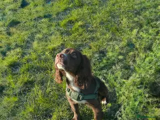 Sprocker dogs Rio the cocker spaniel - Advert 3