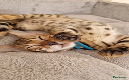 Bengal cats for sale: Amazing Bengal kittens 🥰 last boy left ❤️ in Corby - Image 11