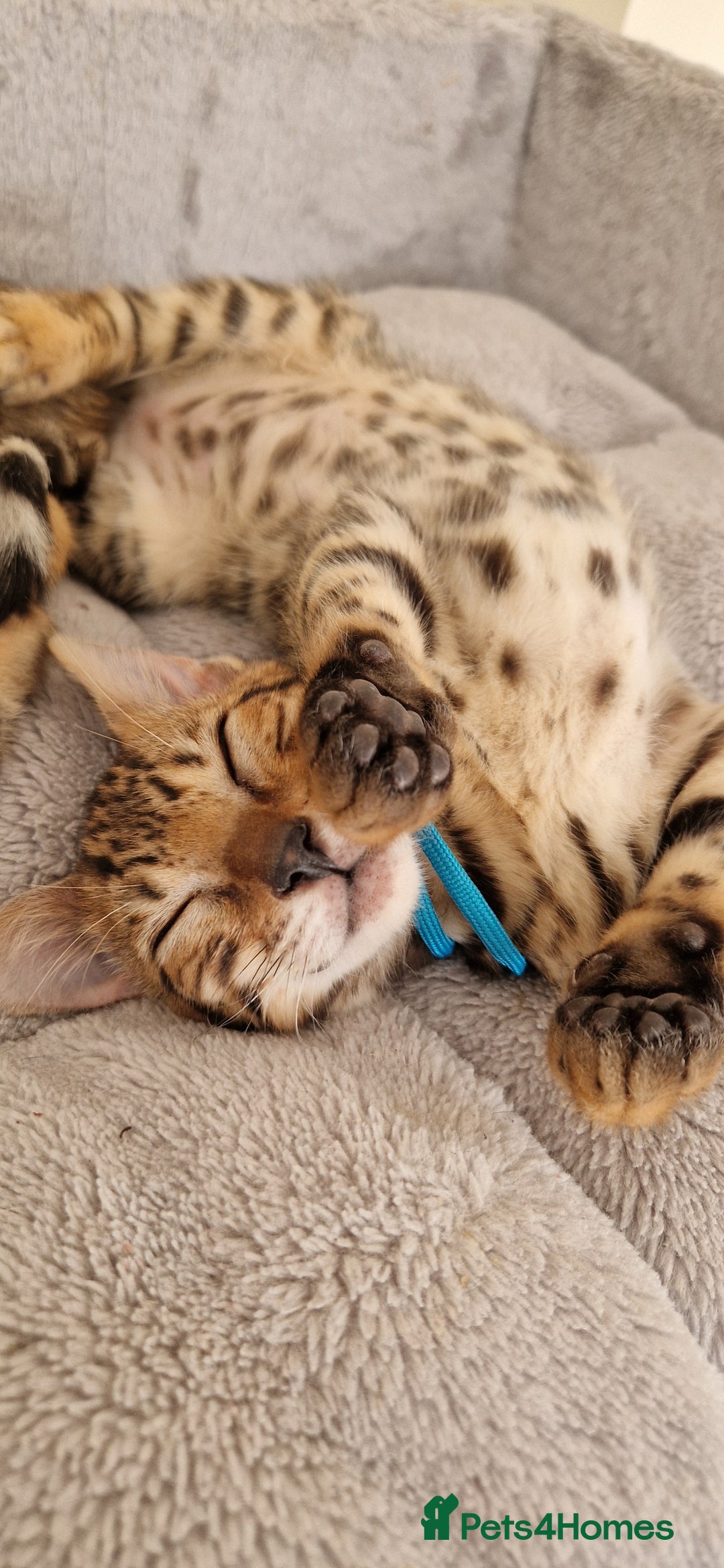 Bengal cats for sale: Amazing Bengal kittens 🥰 last boy left ❤️ in Corby - Image 11