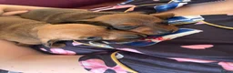 Dachshund dogs for sale: Miniature dachshund puppies  in Kelso - Advert 10