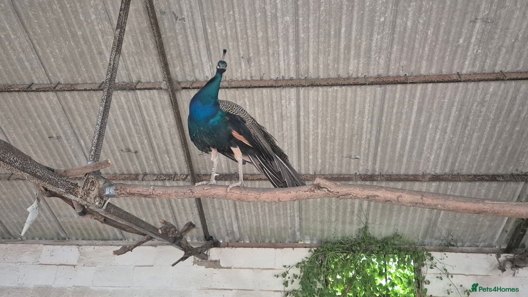 Peafowl poultry for sale: Pair of male peacocks age 1 and 2 - Image 8