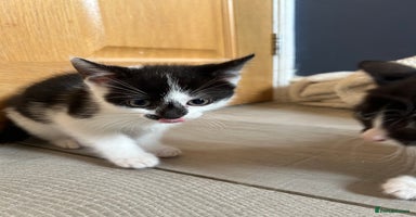 British Shorthair cats - Advert 10