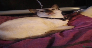 Siamese cats - Advert 5