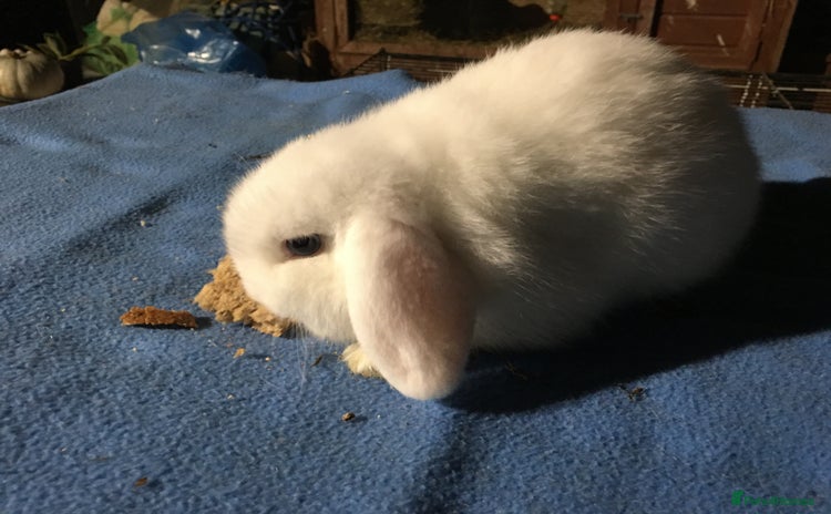 Mini Lop rabbits Mini lops for sale  - Advert 3