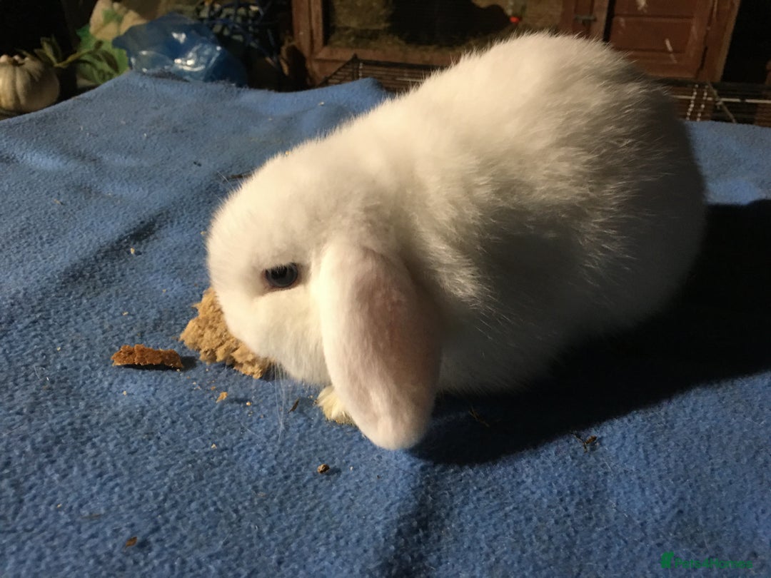 Mini Lop rabbits for sale: Mini lops for sale  - Advert 1