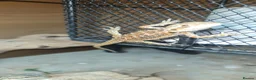 Bearded Dragon reptiles for sale: Only 5 left! Red X sun burst babies  - Advert 10