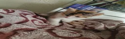 American Shorthair cats for sale: American short hair kitten  - Advert 5