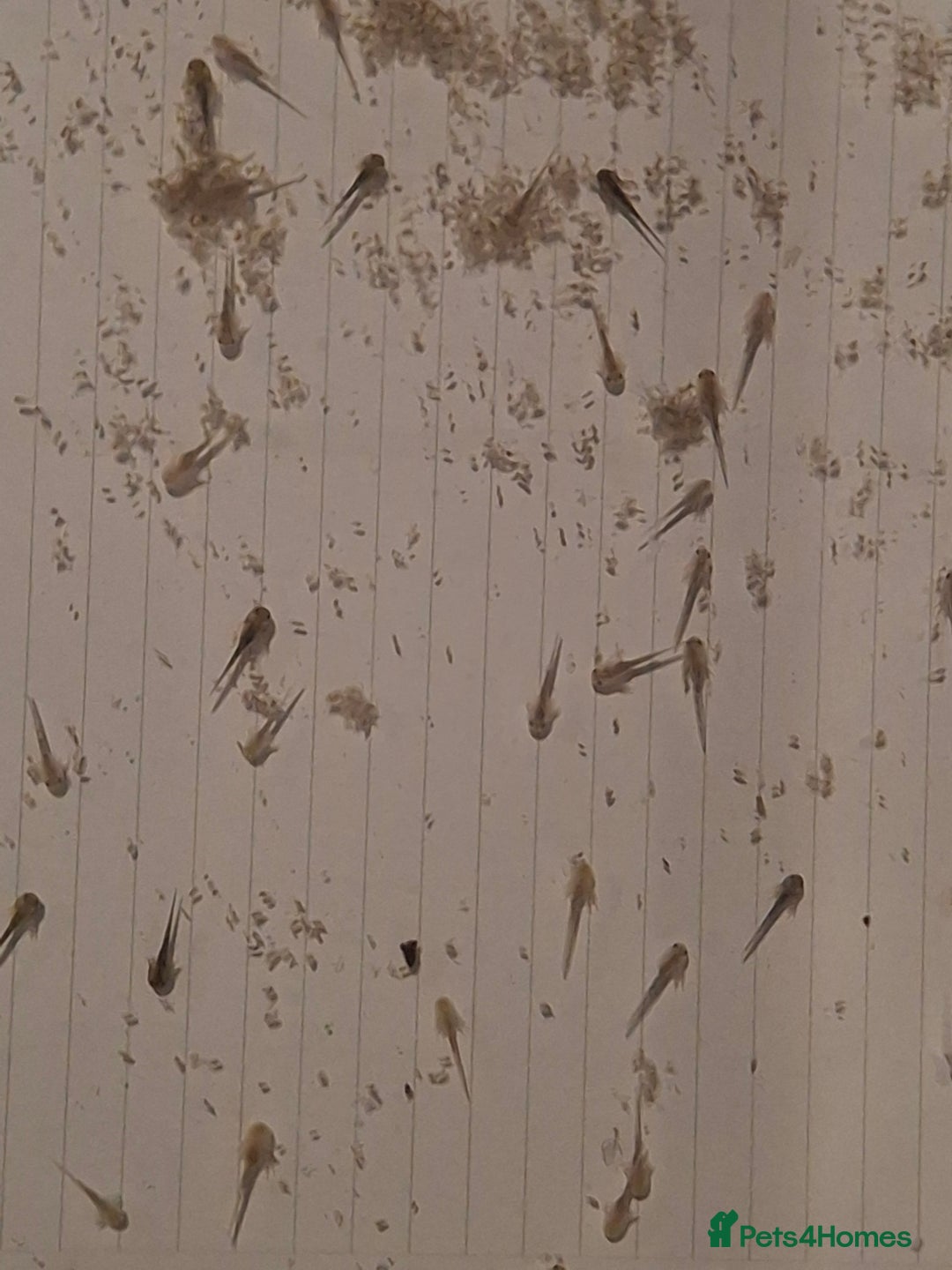 Mixed Breed invertebrates for sale: Axolotls Newly hatched - Advert 3