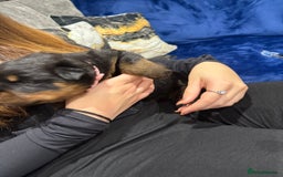 Rottweiler dogs for sale: Rottweiler puppies  - Image 2