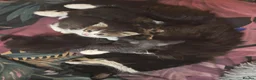 Mixed Breed cats for sale: 3 beautiful girls  - Advert 2