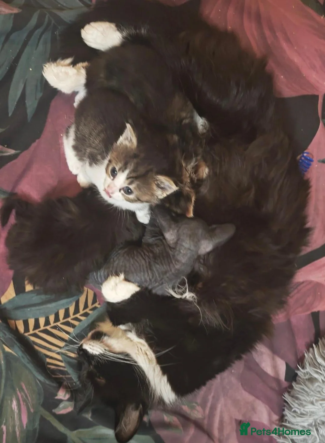 Mixed Breed cats for sale: 3 beautiful girls  - Advert 2