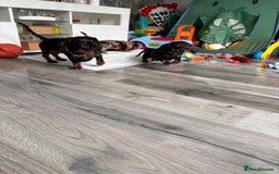 Dachshund dogs for sale: Dachshund boy  - Image 3