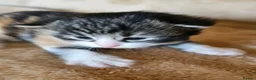 Maine Coon cats for sale: Maine Coon cross kittens  - Advert 8