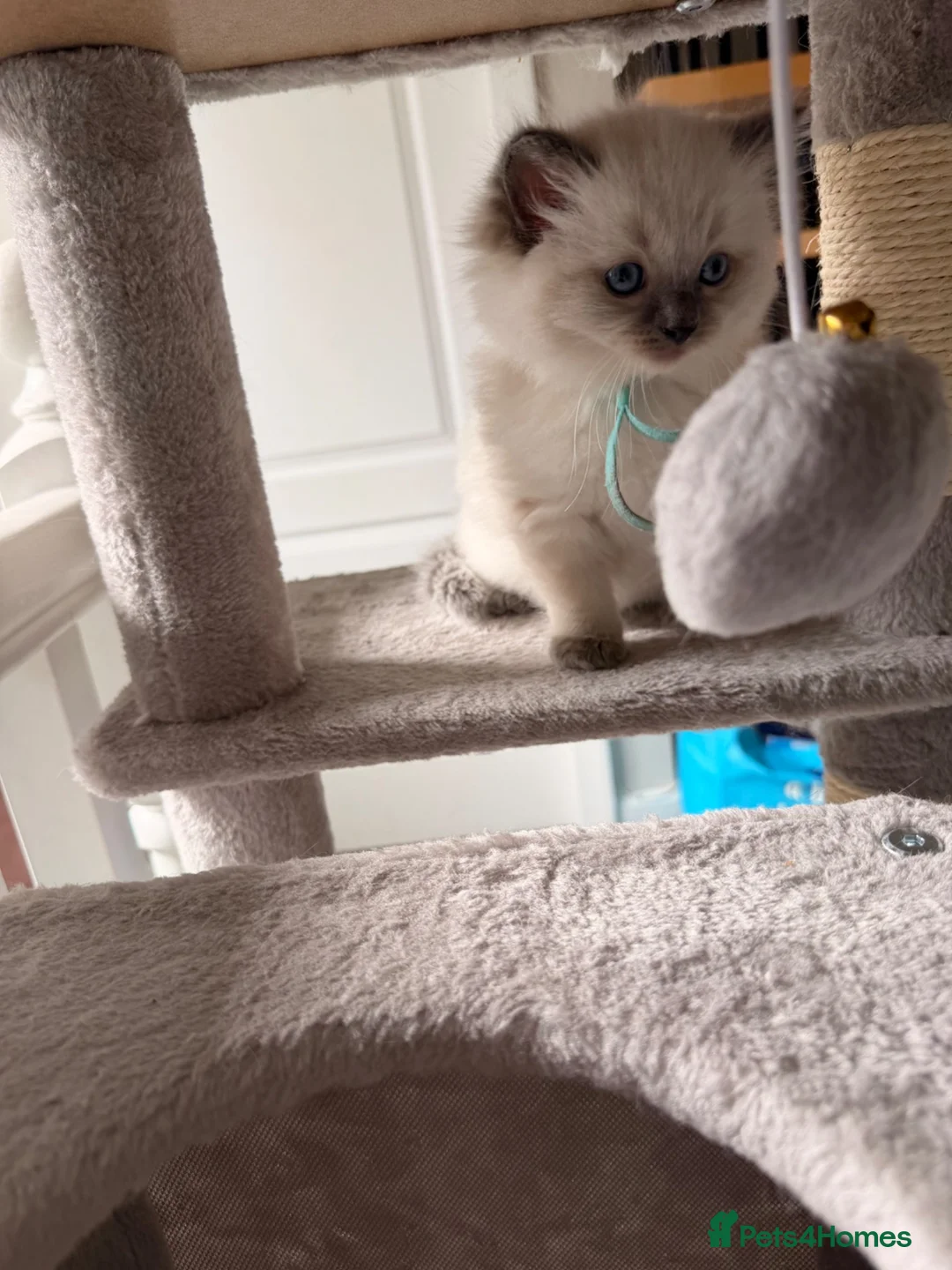 Ragdoll cats for sale: GCCF Ragdoll females excellent pedigree  - Advert 19