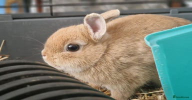 Netherland Dwarf rabbits - Advert 7