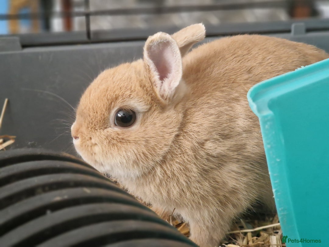 Netherland Dwarf rabbits for sale: Rare pretty purebred ginger Netherland dwarf girl - Image 3