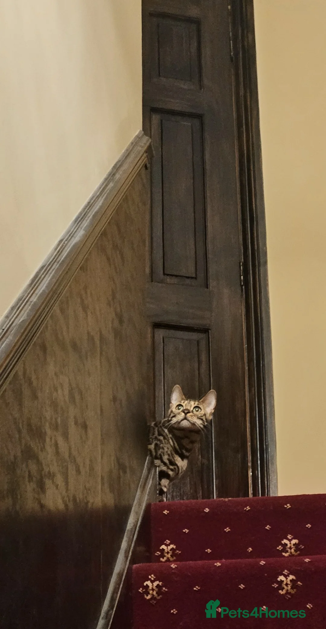Bengal cats for sale: Gorgeous Bengal Cat in Waterlooville - Advert 2