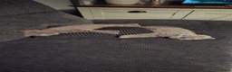 British Shorthair cats for sale: Beautiful British Short Hair Kittens - Advert 6