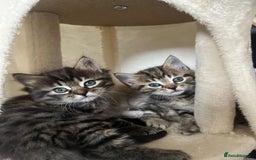 Bengal cats for sale: 2 beautiful Bengal x kittens ready for new home  - Image 2