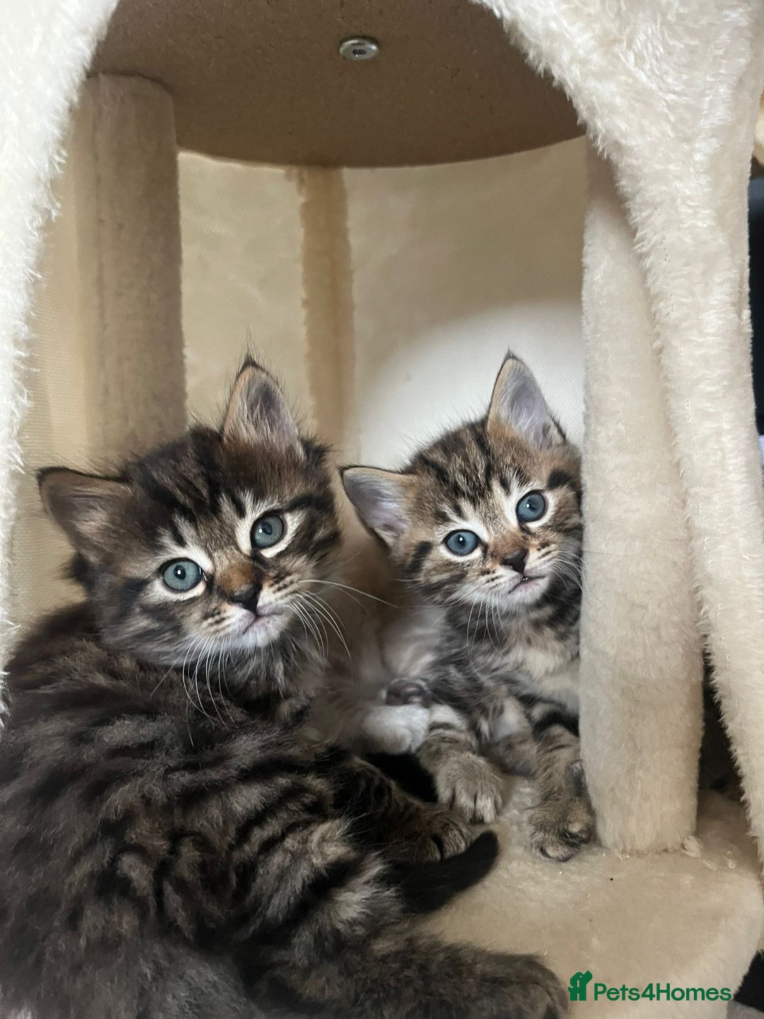Bengal cats for sale: 2 beautiful Bengal x kittens ready for new home  - Image 2