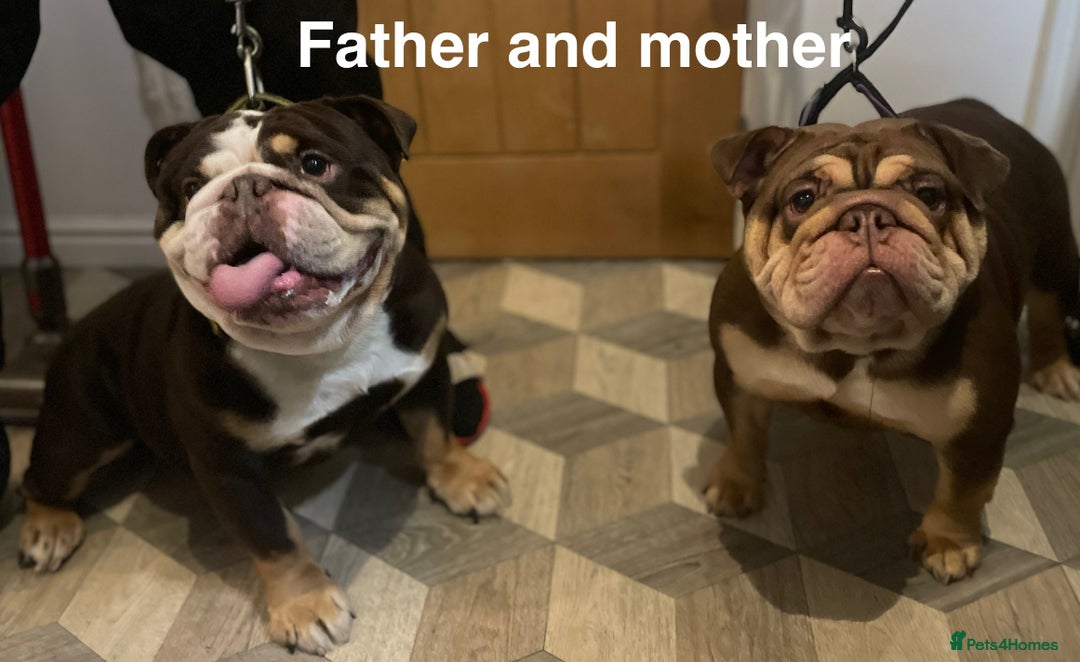 English Bulldog dogs for sale: TOP CLASS  English Bull Dog puppies  - Advert 4
