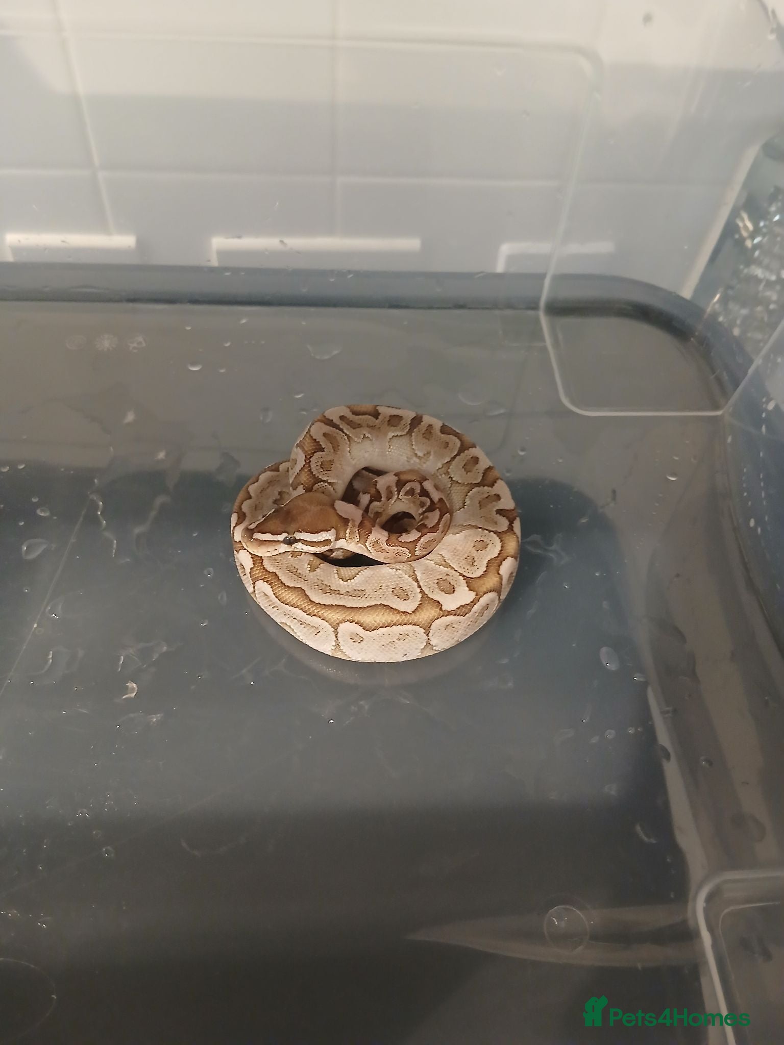 Python Snake reptiles 3 ball pythons for sale  - Advert 1