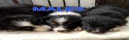 Border Collie dogs for sale: Border Collie Puppies Tri Colour, one boy b and w in Corwen - Advert 4