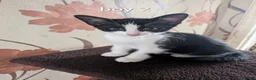 Mixed Breed cats for sale: Cute kittens looking for a new home - Advert 7