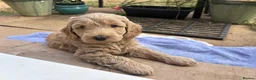 Australian Labradoodle dogs for sale: Australian labradoodle's  - Advert 14