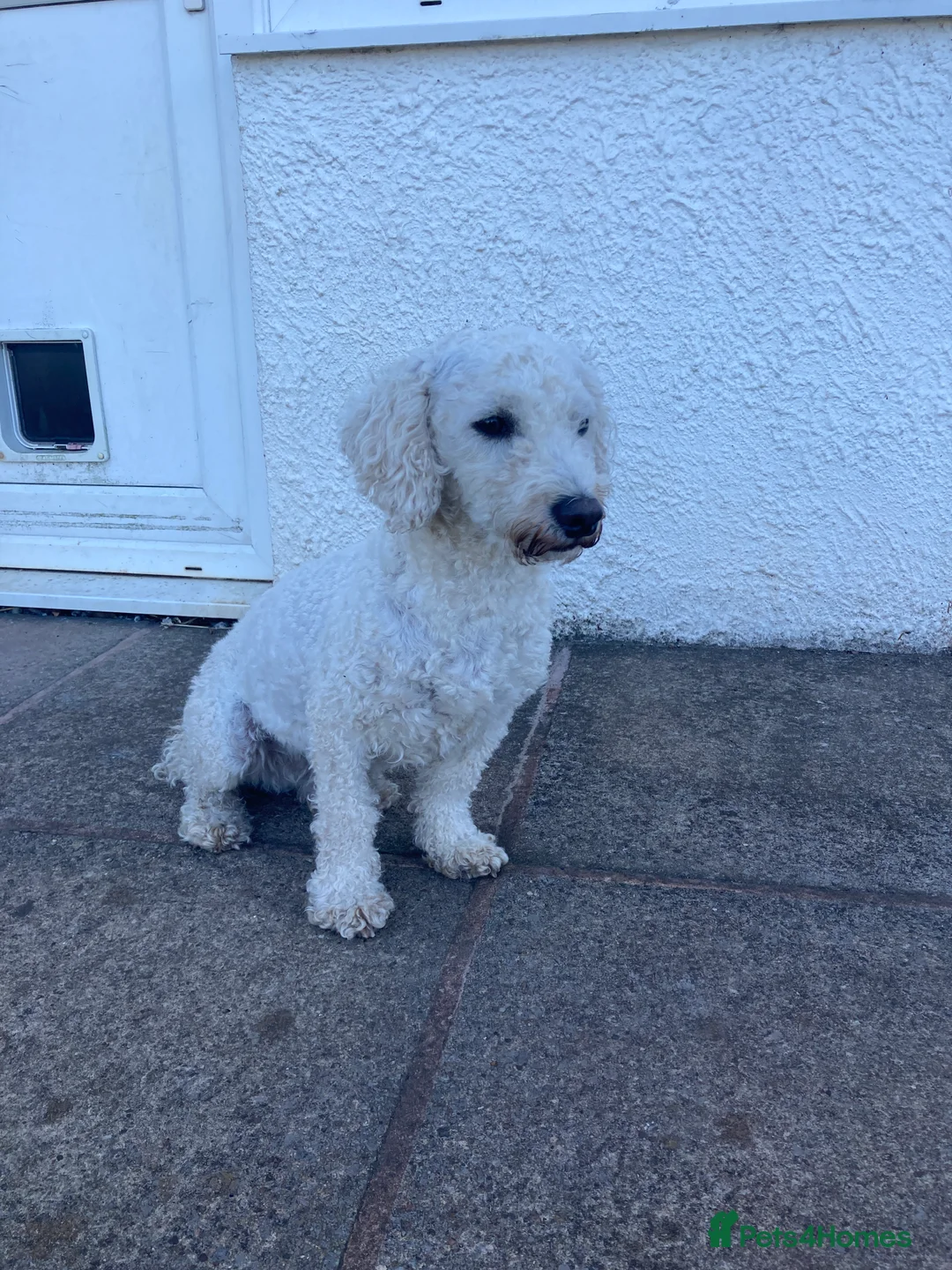 Toy Poodle dogs for stud: HANDSOME TOY POODLE FOR STUD DUTIES - Advert 2