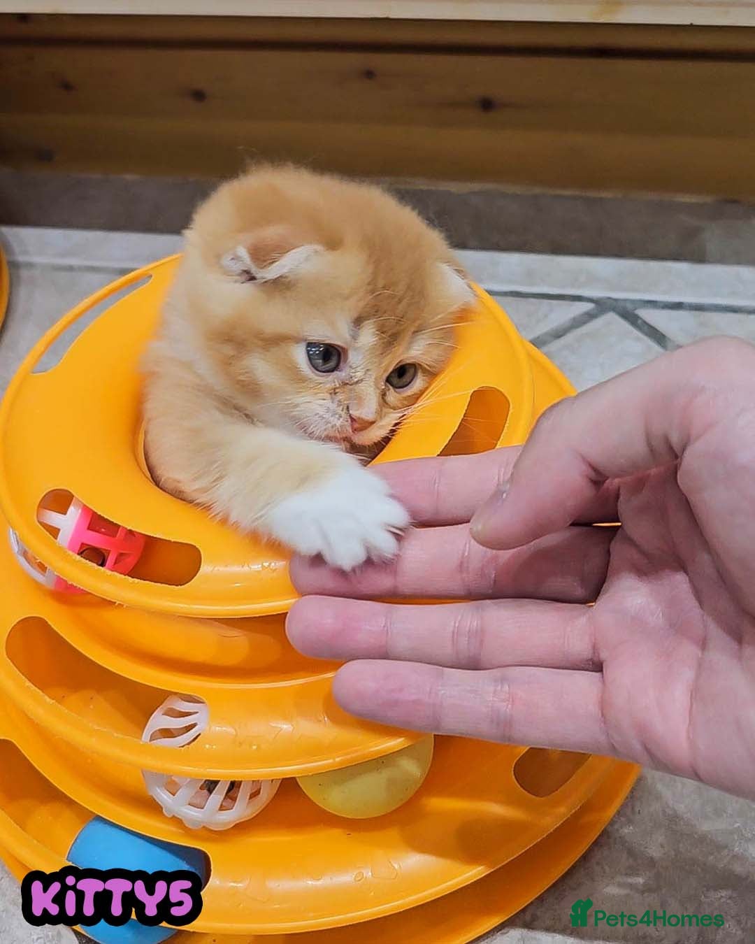 British Shorthair cats for sale: Adorable Kittens Ready For Reservation  - Image 29