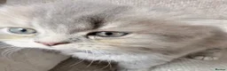 Scottish Fold cats for sale: Beautiful Scottish Fold Kittens 🐾 in Huntingdon - Advert 17