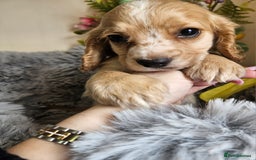 Cocker Spaniel dogs for sale: Well bred, rare coloured, working cocker spaniels - Image 7