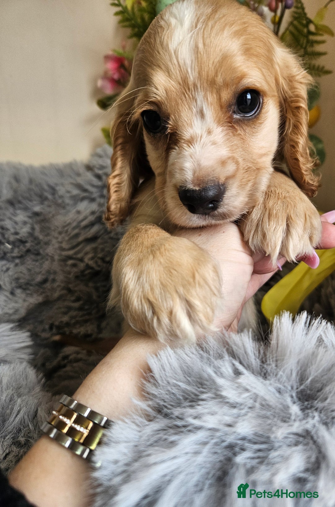 Cocker Spaniel dogs for sale: Well bred, rare coloured, working cocker spaniels - Image 7