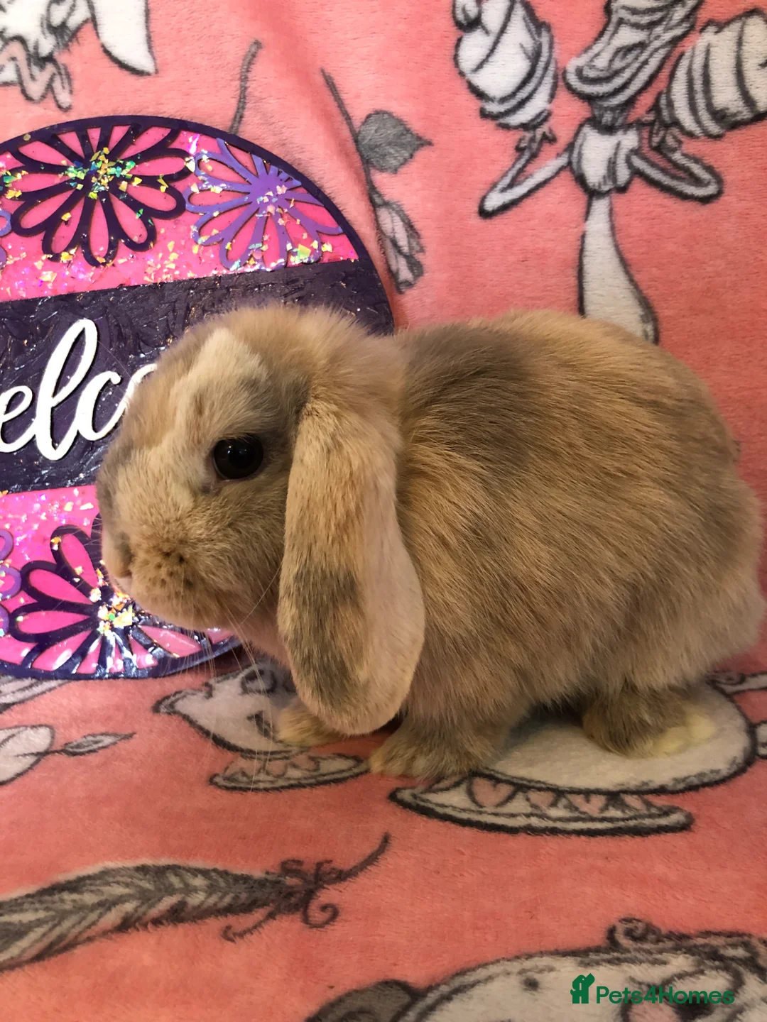 Mini Lop rabbits for sale: Beautiful mini lop bunnies  - Advert 13