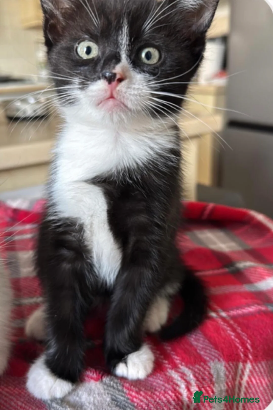 Mixed Breed cats for sale: Gorgeous male black and white fluffy kitten  in Caerphilly - Advert 4