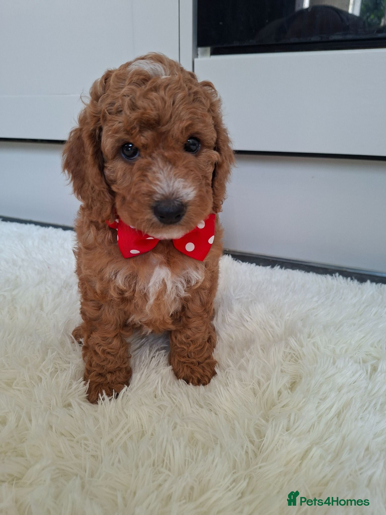 Cockapoo dogs Full DNA tests clear!! Health checked. Cockapoo - Advert 1
