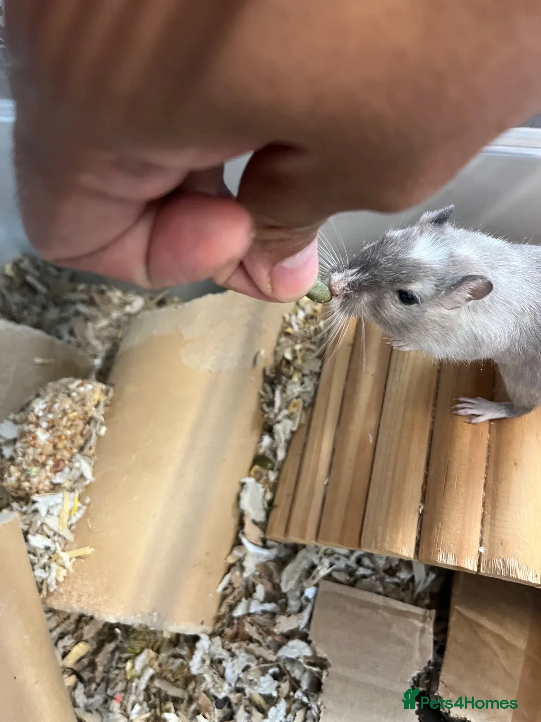 Gerbil rodents for sale: Dumpling the Gerbil for adoption, sweet little guy in London - Advert 5