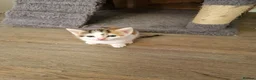 Mixed Breed cats for sale: Handsome Ginger Boy & Adorable Calico Girl - Advert 9