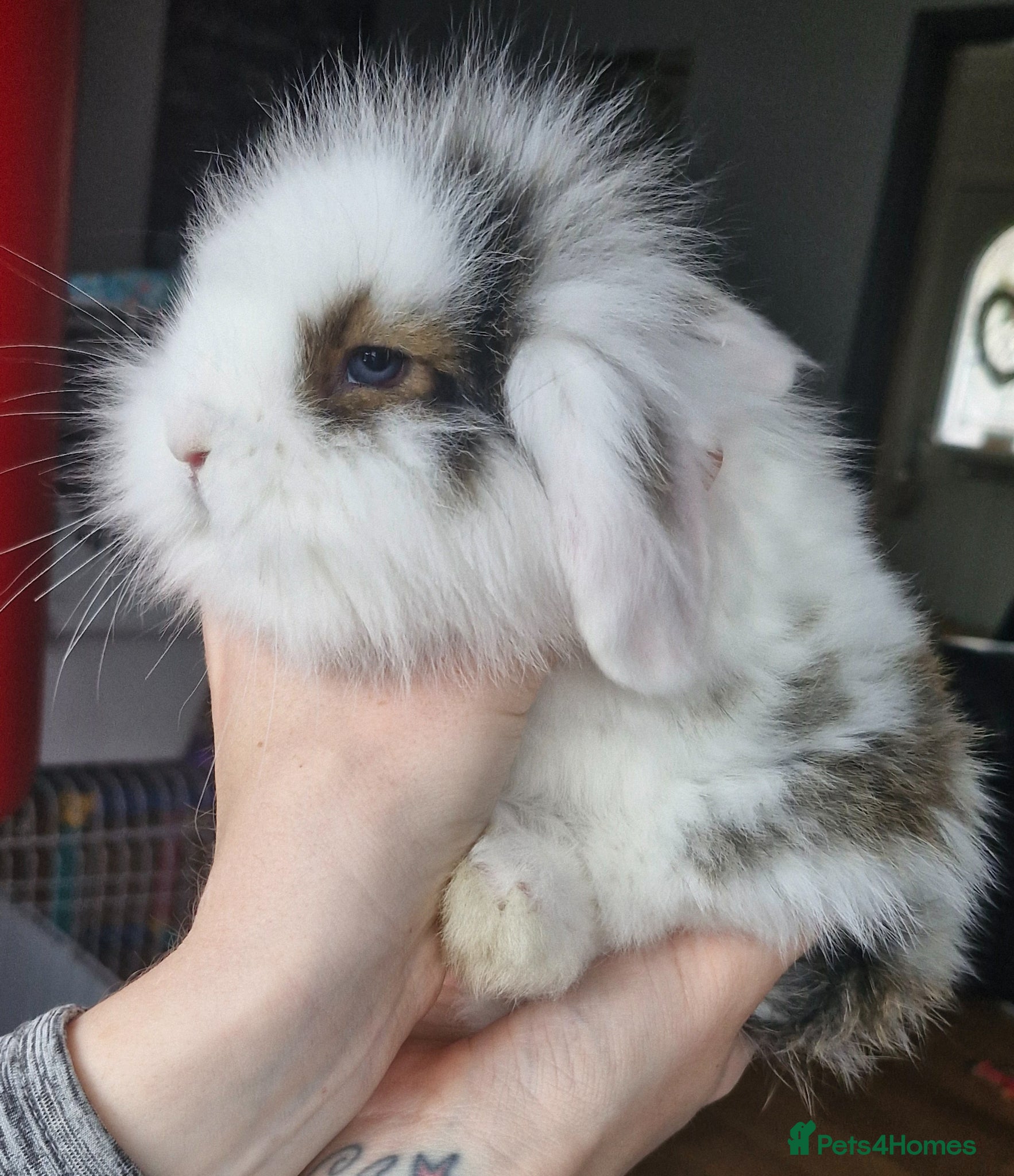 Mini Lion Lop rabbits Mini Lop X Double Maned Lionhead and a Mini LopBoy - Advert 2