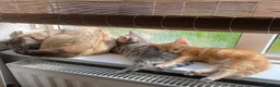 Mixed Breed cats for sale: Beautiful Siamese Kitten  - Advert 3