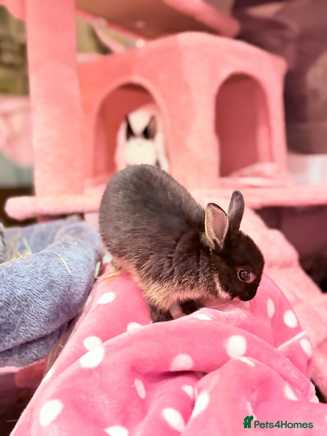 Netherland Dwarf rabbits for sale: Young Netherland dwarf Urgent need of rehoming  - Advert 32