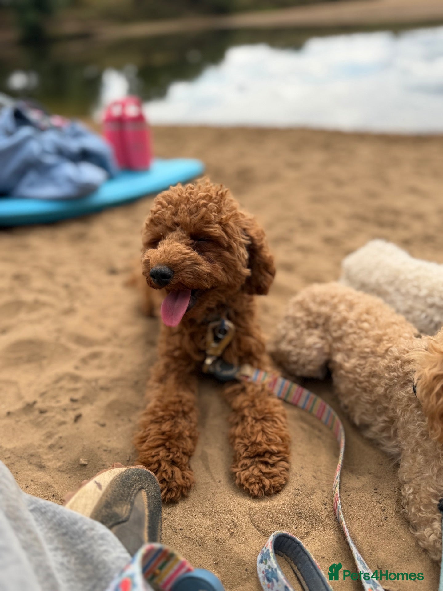Toy Poodle dogs 🐩 TEDDY BEAR PRINCE- TINY DEEP RED KC TOY POODLE  - Advert 12